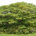 Aesculus parviflora 4